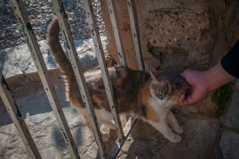 Friendly cat along the way...