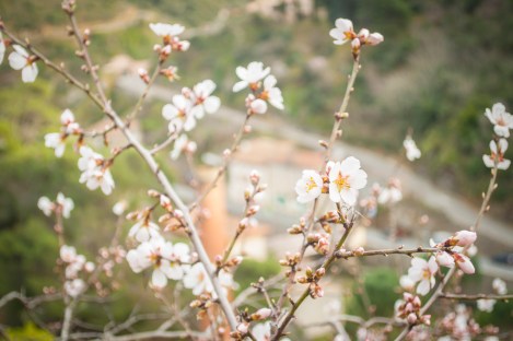 Spring has sprung over the village of Lastours