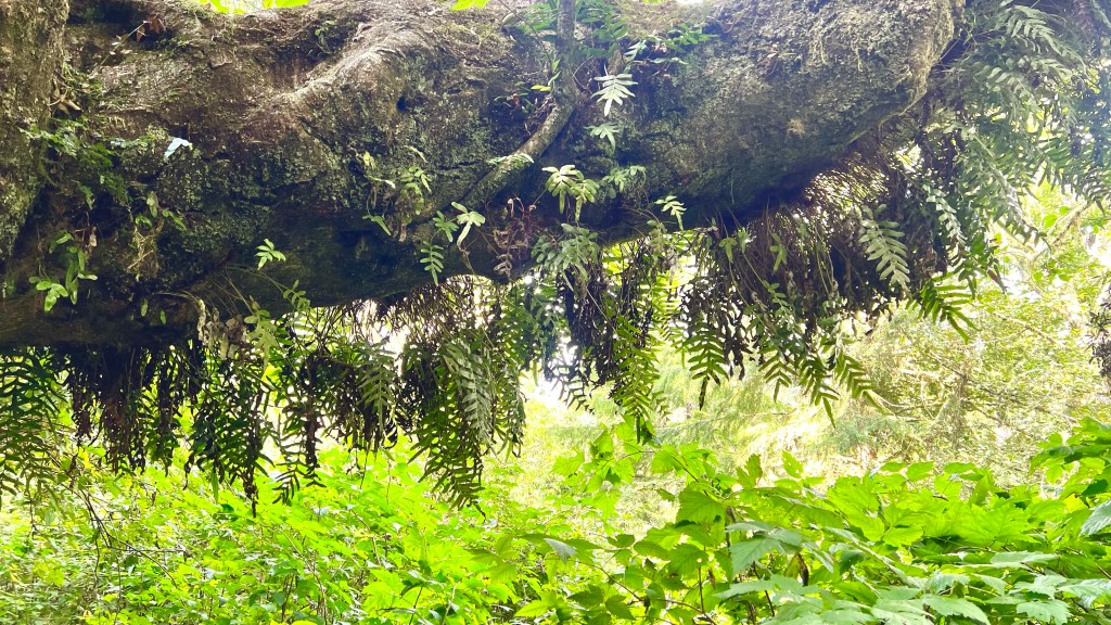 ferns growing off trees